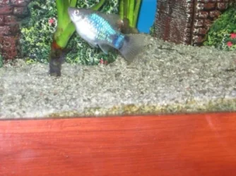 fish_003.webp