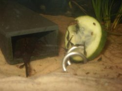 snail_snax_0261.JPG