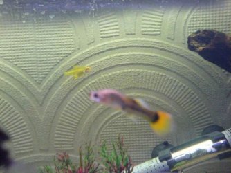 Fish.jpg