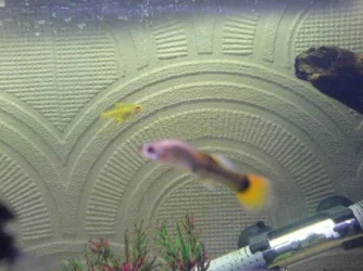 Fish.webp