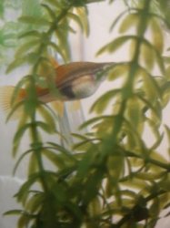 Swordtail_1ss.jpg