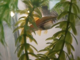 Swordtail_4ss.jpg