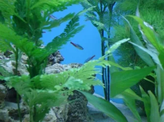 Close_up_2.webp