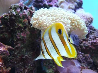 fish_042.webp