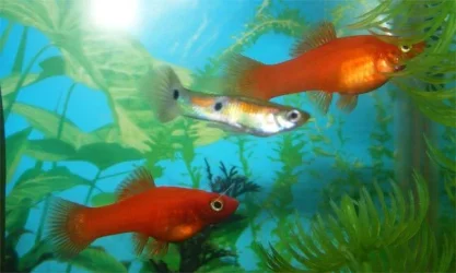 fish01.webp