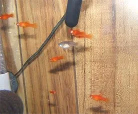 fish02.webp