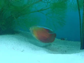 Red_Gourami.webp