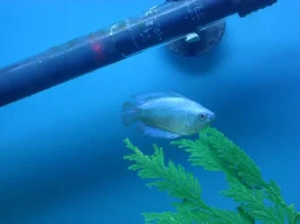 Blue_Gourami.webp