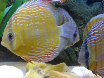 new_wild_pic1.webp