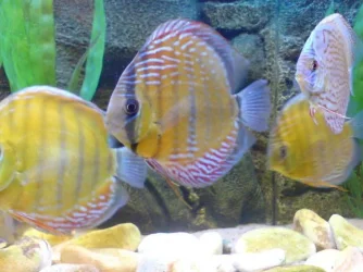 new_wild_pic_2.webp