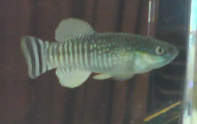 aphanius_dispar_bristol.webp