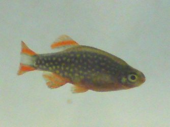 galaxy_rasbora.jpg