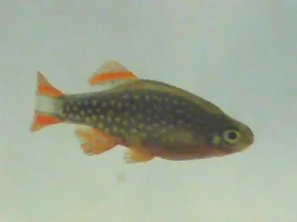 galaxy_rasbora.webp