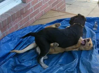 playing_2.webp playing_2.webp