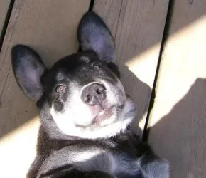 bat_dog.webp bat_dog.webp