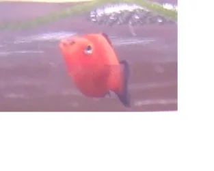 platy_f1.webp platy_f1.webp