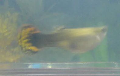 guppy.webp
