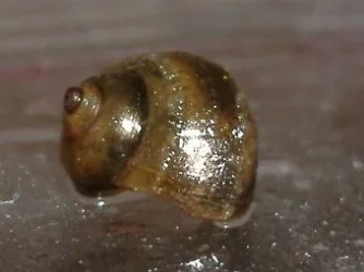 Snail_1.webp