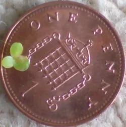 duckweed.webp