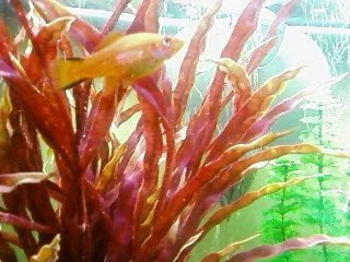 SP_A0259.webp