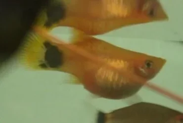 platy1.webp