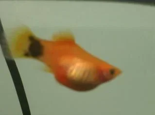 platy.webp