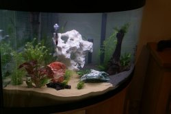 Fish_Tank2.JPG