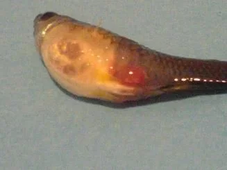 fish.webp