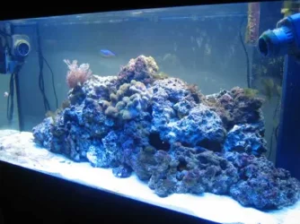 tank1.webp