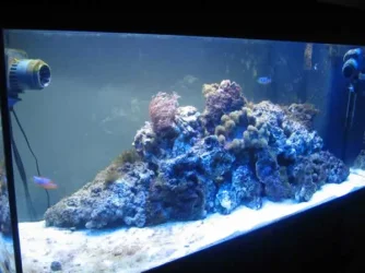 tank2.webp