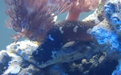 Blenny.webp