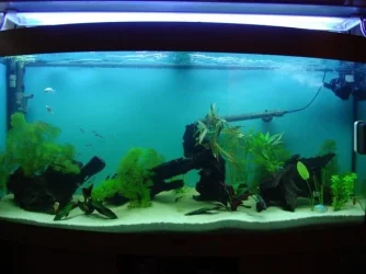 Tank.webp