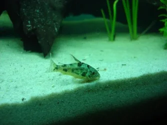 Cory.webp