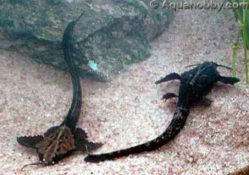 banjo_catfish___6inch.webp