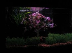 newtank1.jpg newtank1.jpg