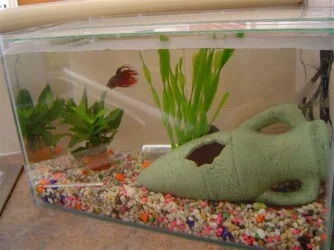 Ernie__s_new_tank2.webp Ernie__s_new_tank2.webp