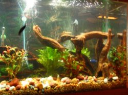 fish_tank_028a.JPG fish_tank_028a.JPG