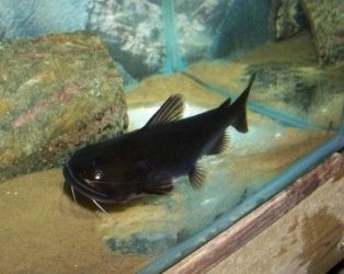gulper_1.jpg gulper_1.jpg