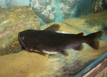 gulper_2.jpg gulper_2.jpg