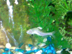 bentfish.JPG