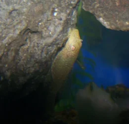 100_0685_PLECO_SMALL.webp