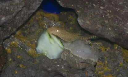 100_0714_PLECO_EDIT.webp