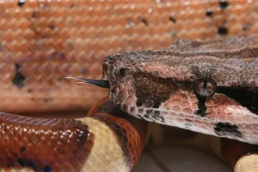 hypo2.jpg__Large_.webp