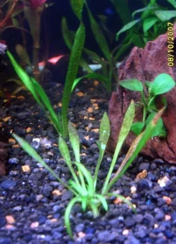 e._tenellus_8_10_07.webp