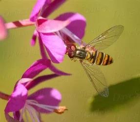 PICT0014_a.webp