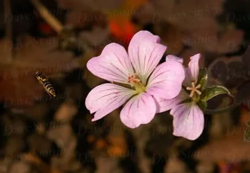 PICT0046_copy.webp