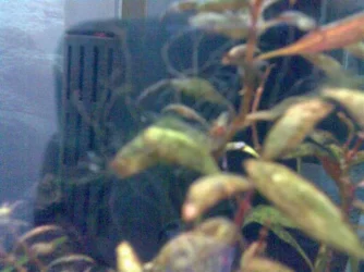 Algie.webp