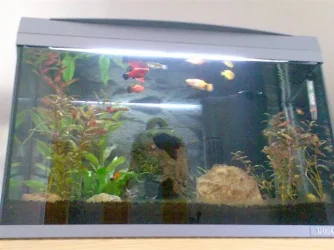 Tank.webp