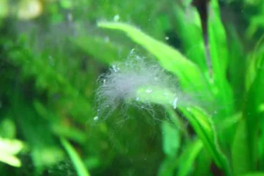 algae4.webp