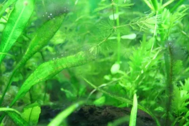algae5.webp
